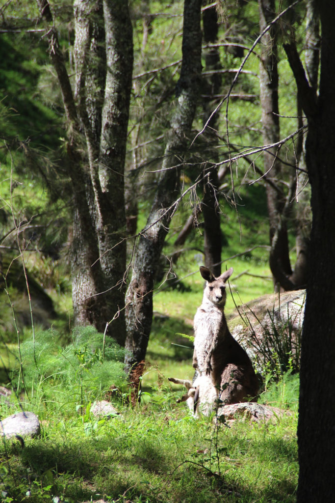 A momma kangaroo with baby in pouch