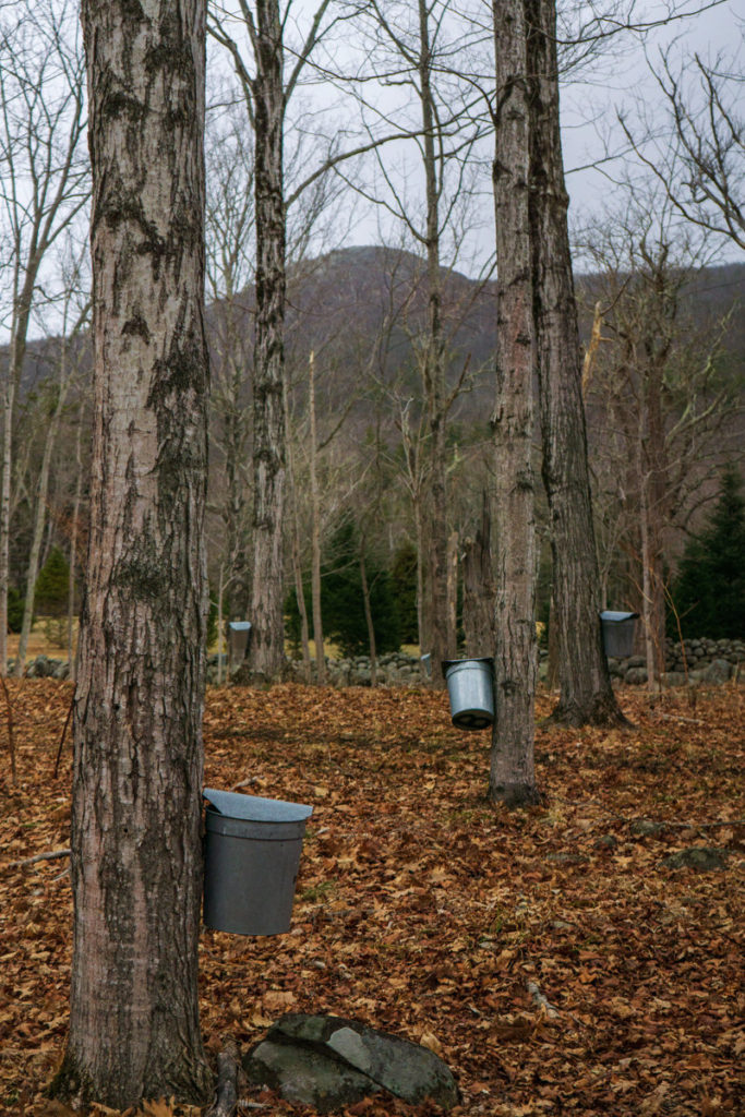 collecting maple sap