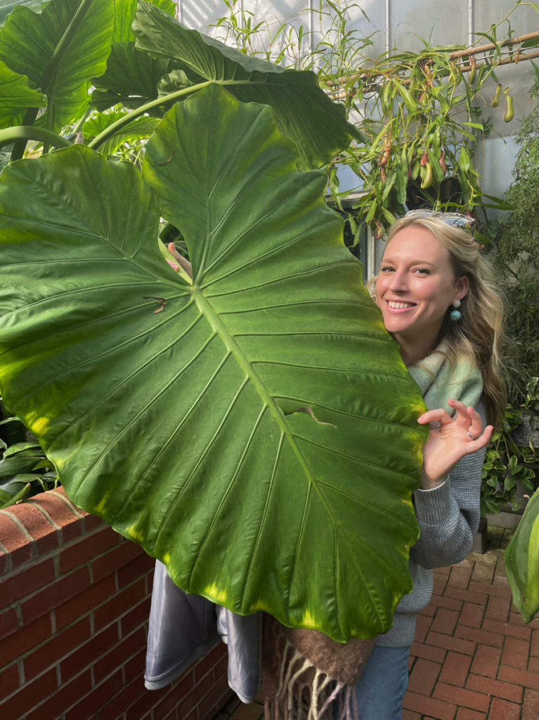 A massive leaf inside the conservatory