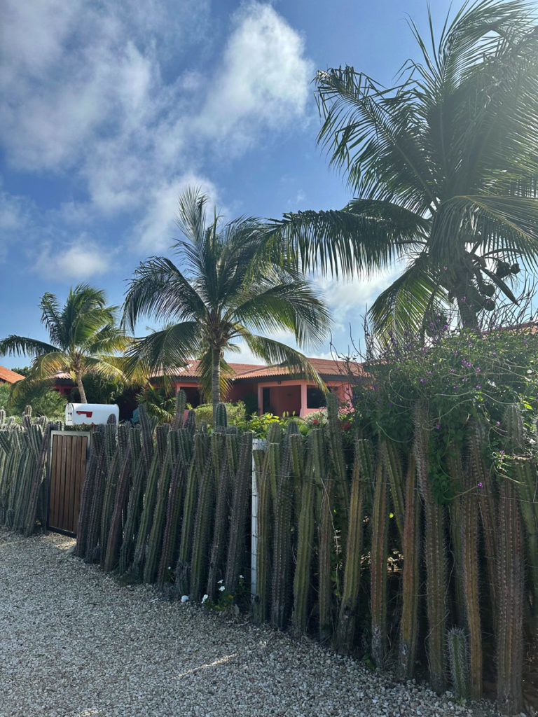 Cacti of Bonaire