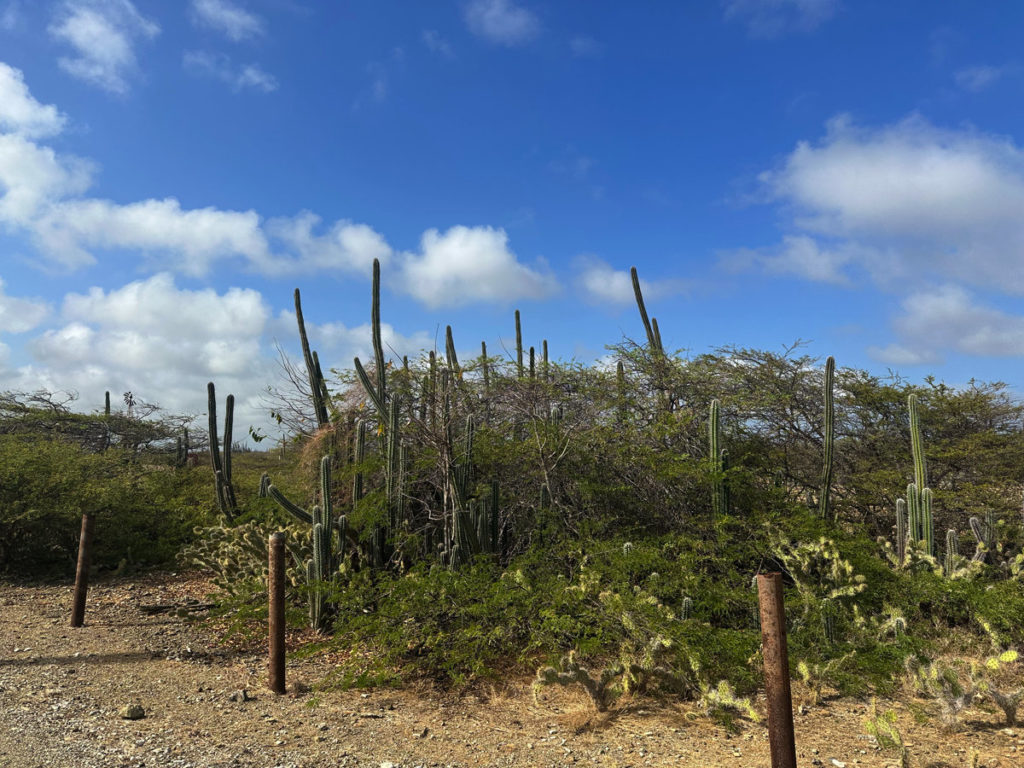 Cacti of Bonaire