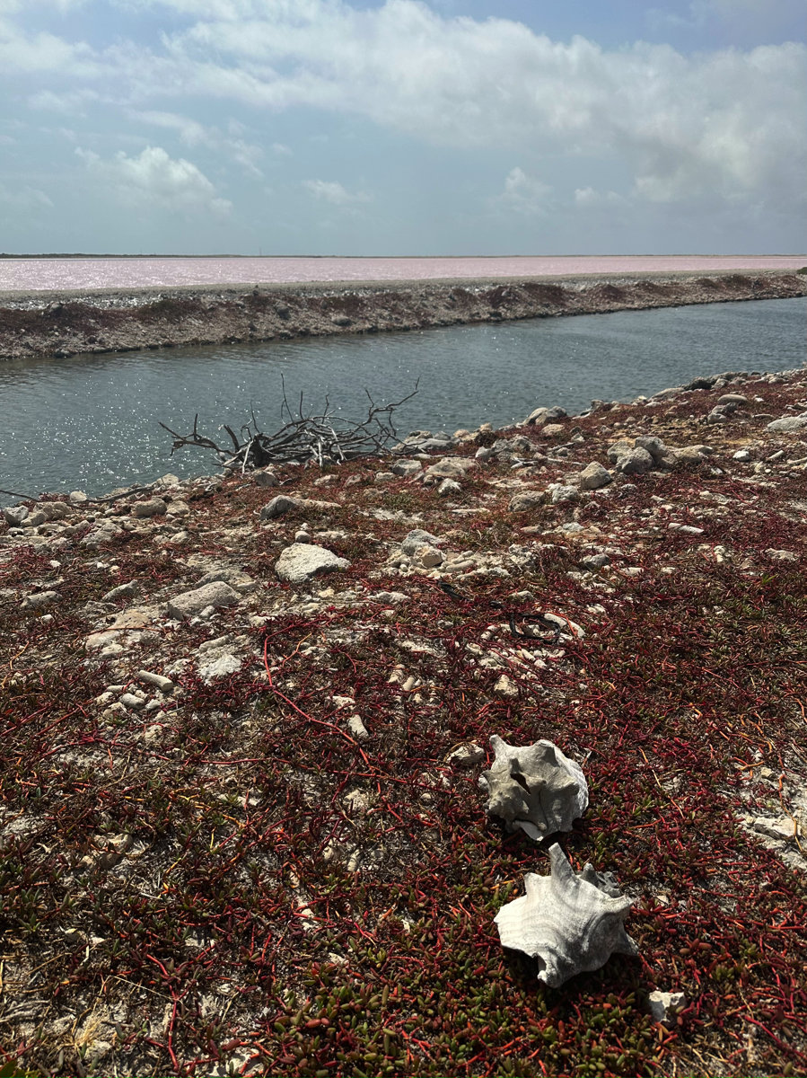 Conch shells with Bonaire salt flats in the background