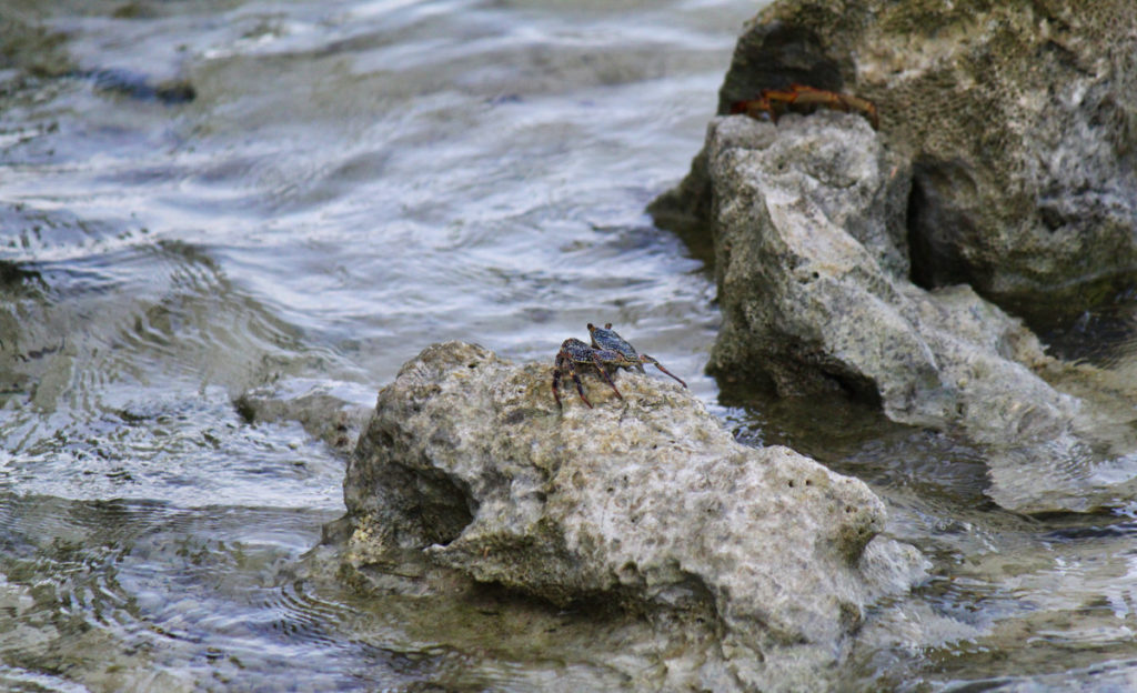 Crab on rock