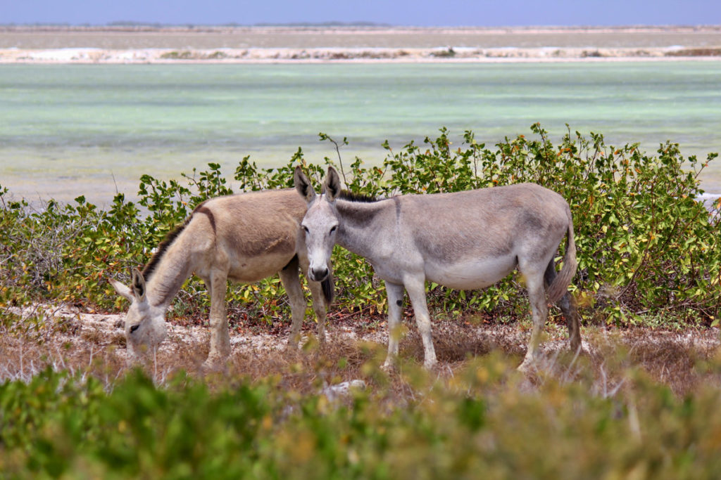 Donkeys of Bonaire