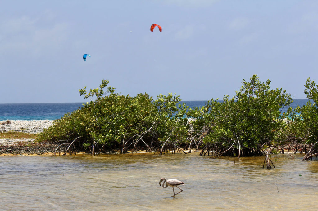 Best things to do in Bonaire