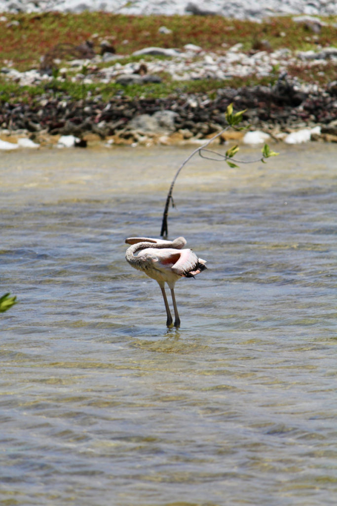 Flexible flamingo, Bonaire