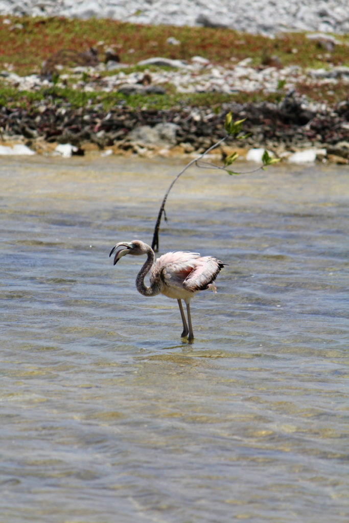 Flamingo, Bonaire