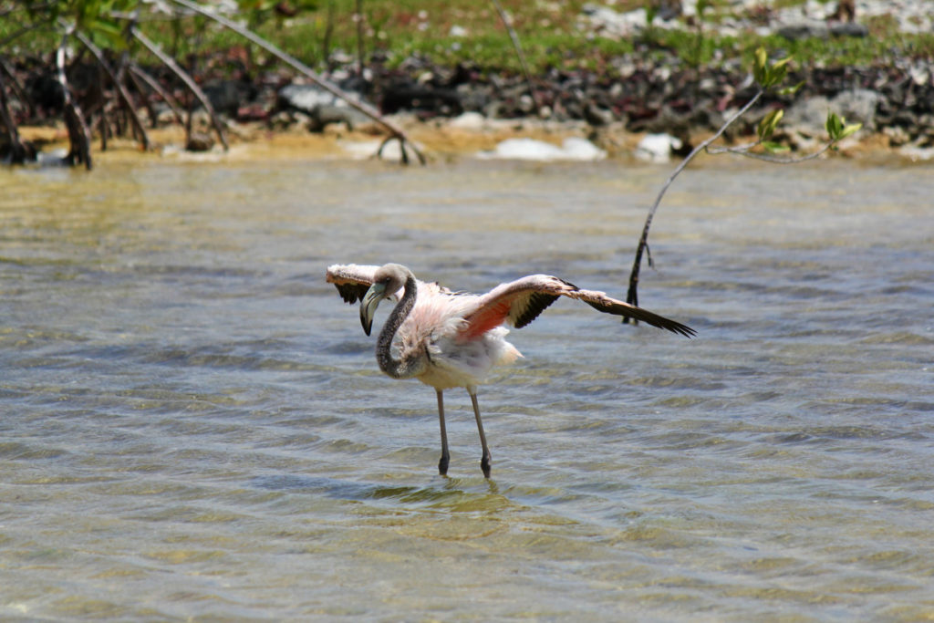 Flamingos of Bonaire