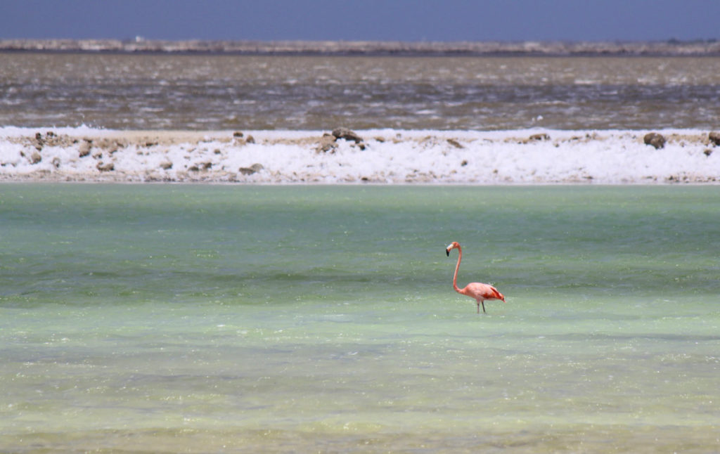 Flamingos of Bonaire