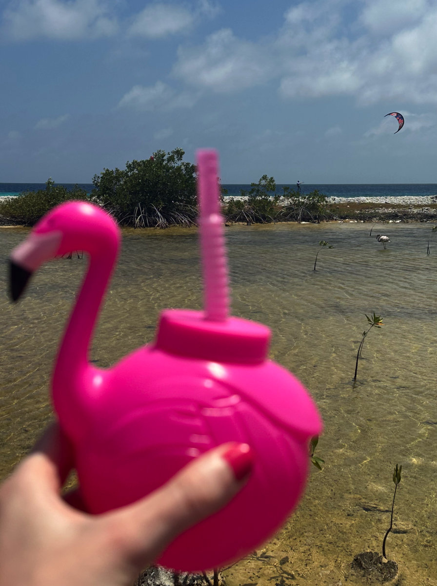 Flamingoes and kiteboarder