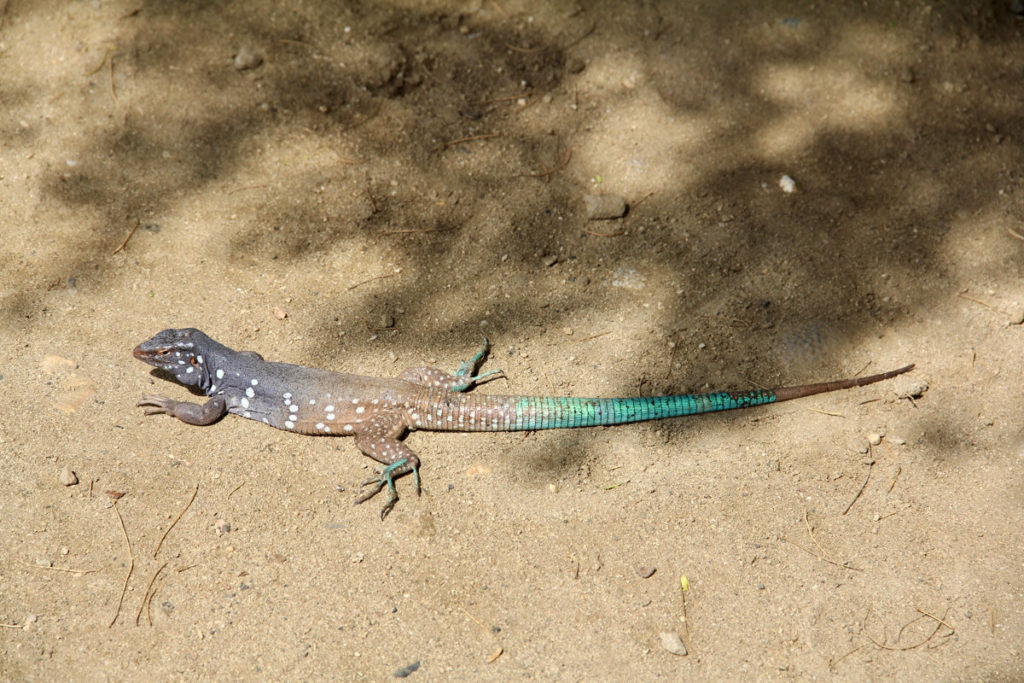 Colorful lizard