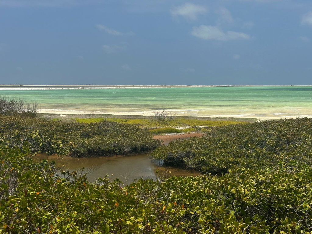 Mangroves, Bonaire