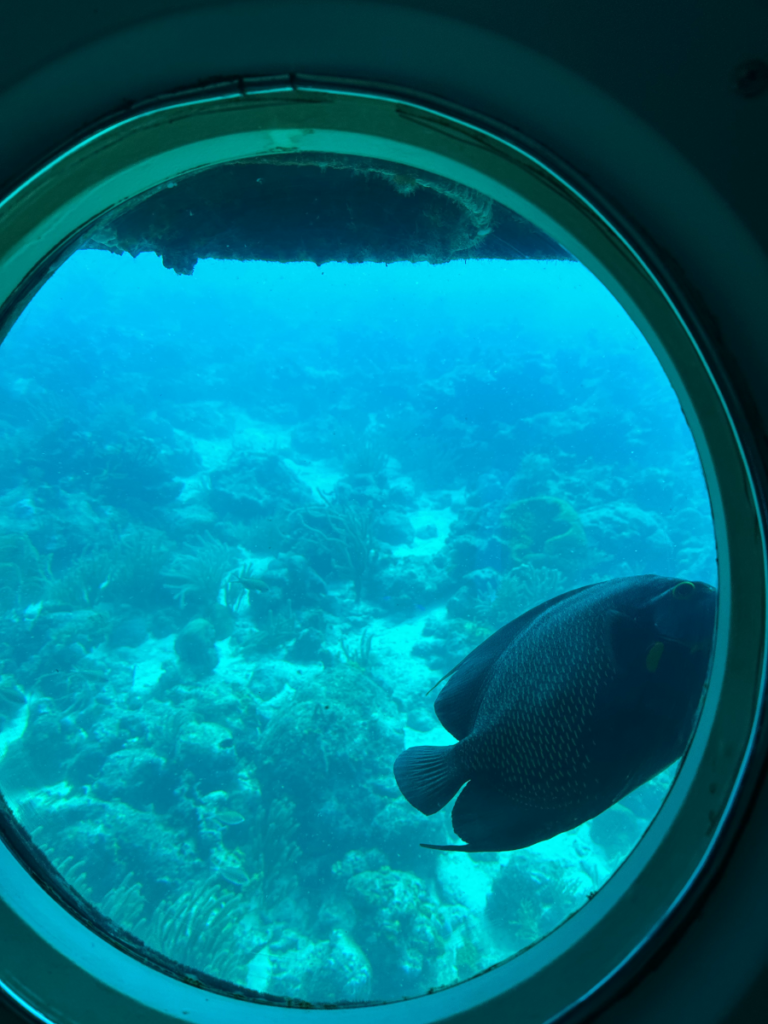 Fish spotted from the Atlantis submarine