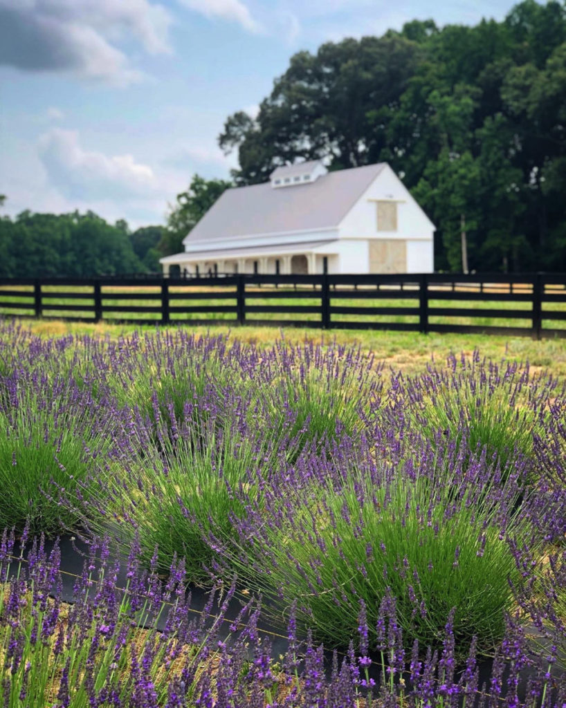 Sweet Haven Lavender