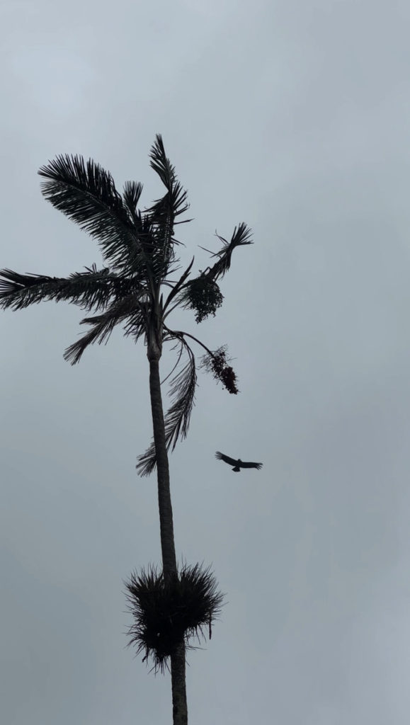 Andean Condor