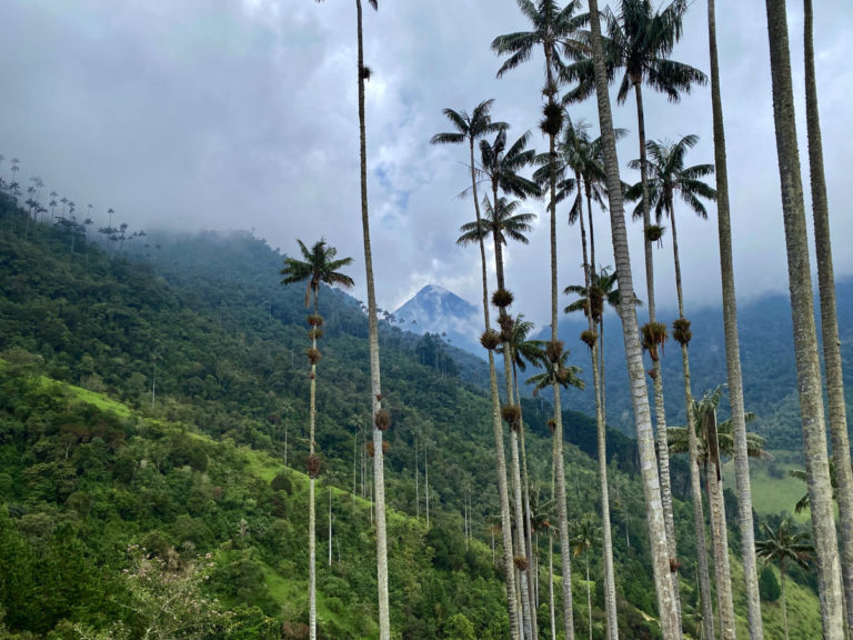 Cocora Valley Hike: The Best Planning Guide (2023)