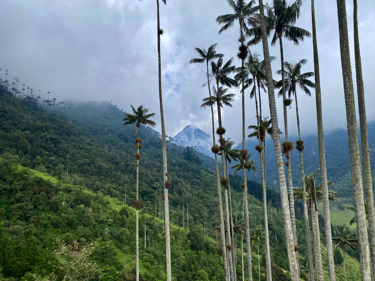 Cocora Valley Hike