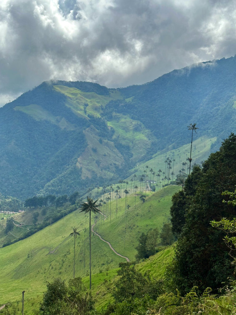 A view of the wax palm trees in the Cocora Valley