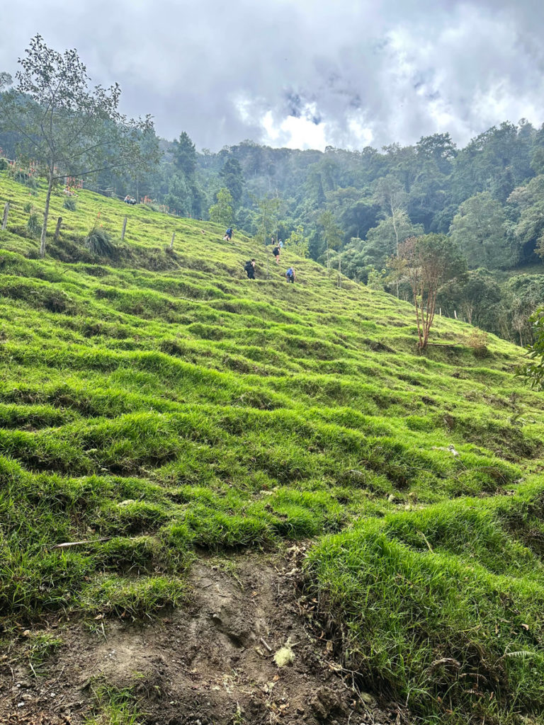 Green terraced hill